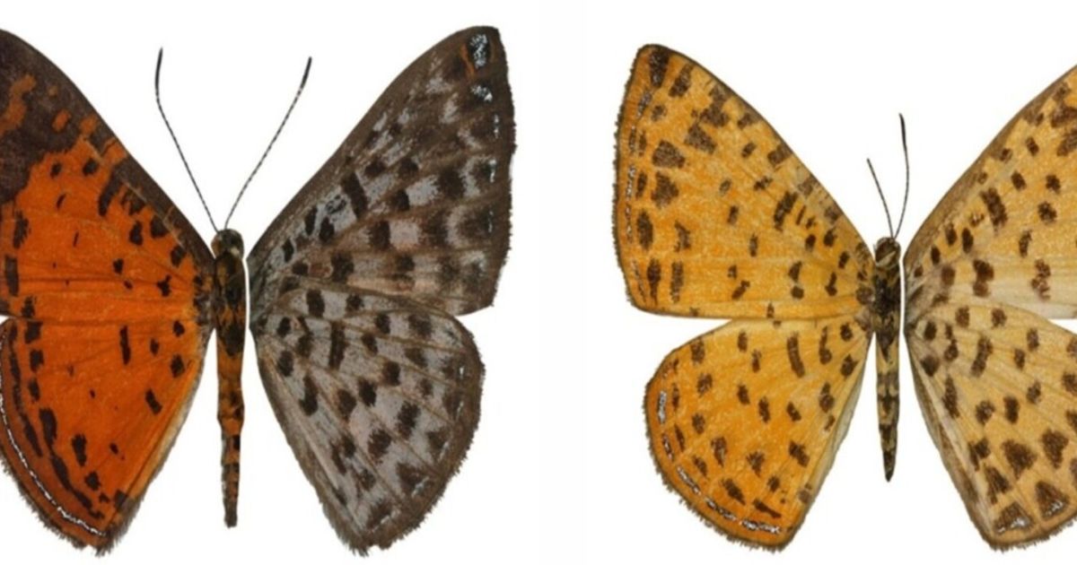 Descubren una nueva especie de mariposa en la reserva Mashpi-Tayra en el Chocó Andino