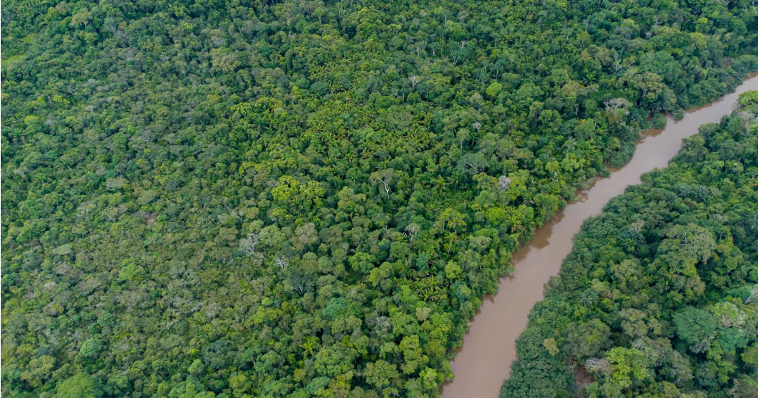 Reforestación inteligente: EOSDA LandViewer y Sentinel para impulsar la regeneración en LATAM