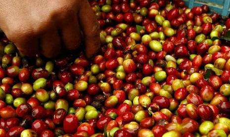 Panorama Mundial. Exportaciones de café tuvieron alza de 14,8% en 2019