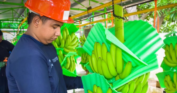 Exportaciones de banano colombiano crecieron 22%
