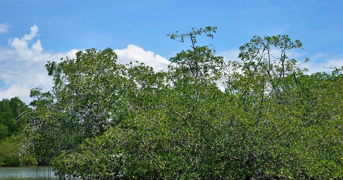Costa Rica exige la restauración de manglares en el Hotel RIU Guanacaste