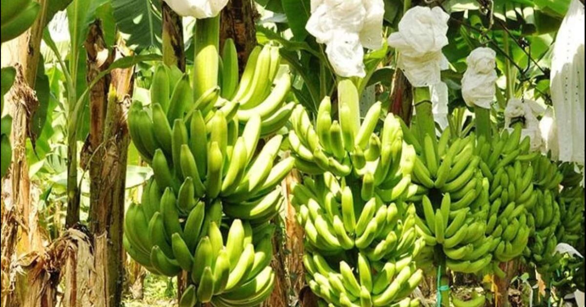 Industria bananera ecuatoriana responde a desafíos logísticos y climáticos internacionales