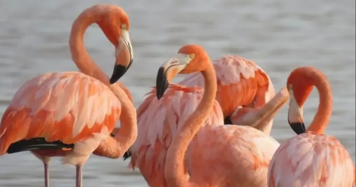 Flamingos retornan a Florida y son propuestos como ave insignia