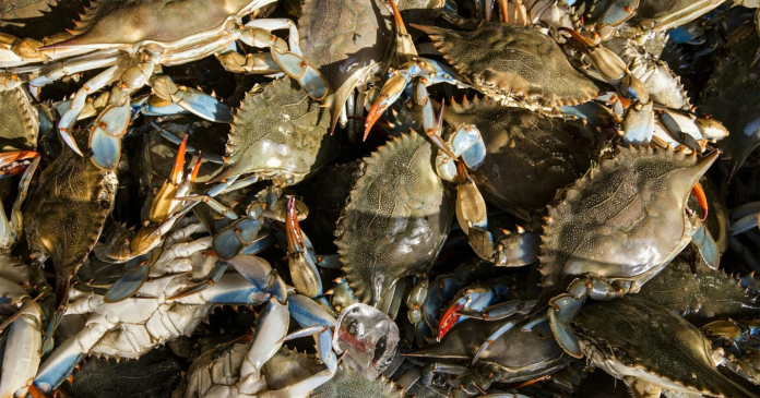 Venezuela cumple estándares de la Noaa y potencia exportación de productos del mar a EEUU