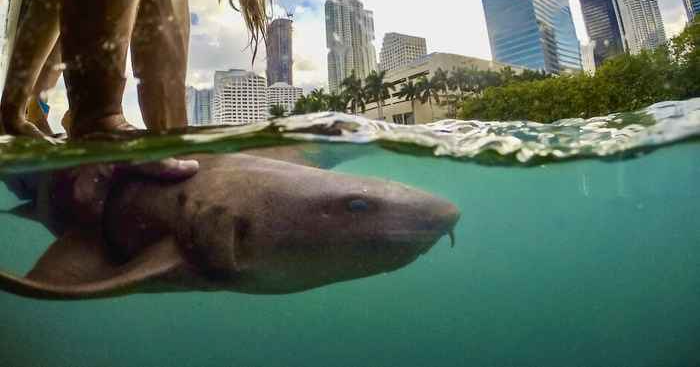 Los tiburones pueden estar más cerca de la ciudad de lo que crees