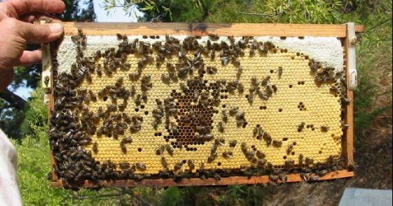 Laboratorio guanacasteco busca salvar a las abejas de efectos del cambio climático