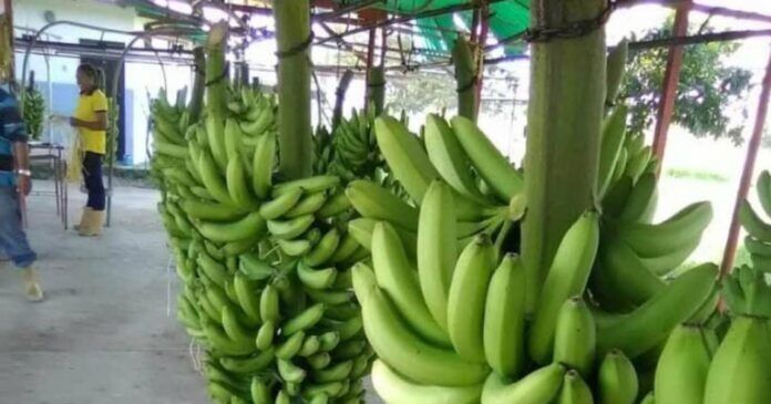 Productores en Trujillo desarrollan estrategias para la exportación de banano