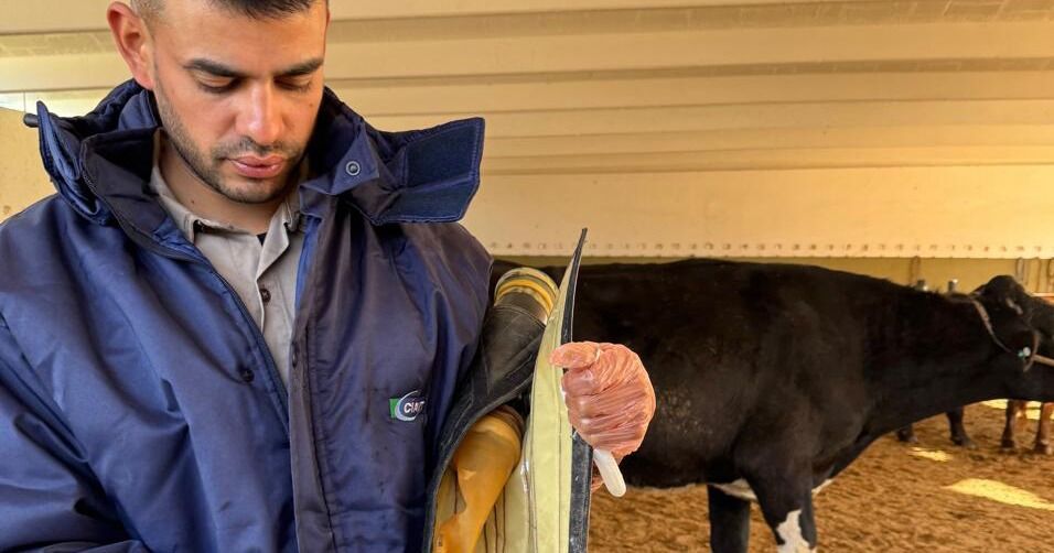 La genética bovina argentina logró ingresar por primera vez al mercado de Panamá