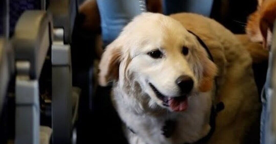 Costa Rica registra más viajes internacionales con mascotas