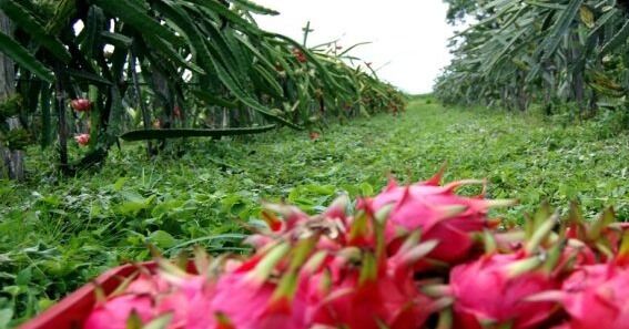 La pitahaya se abre paso en el mercado venezolano desde el estado Lara
