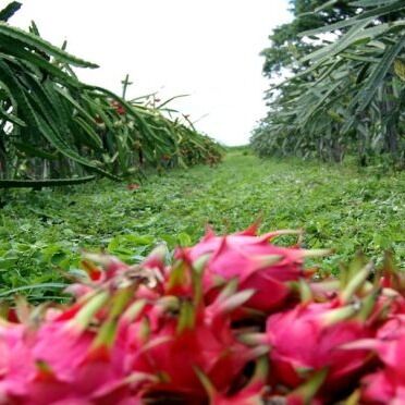 La pitahaya se abre paso en el mercado venezolano desde el estado Lara
