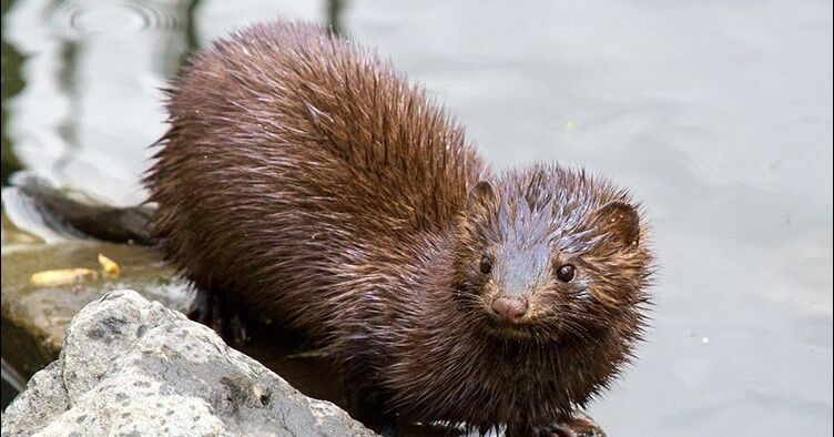 Siete especies invasoras generan pérdidas de al menos US$87 millones anuales en Chile