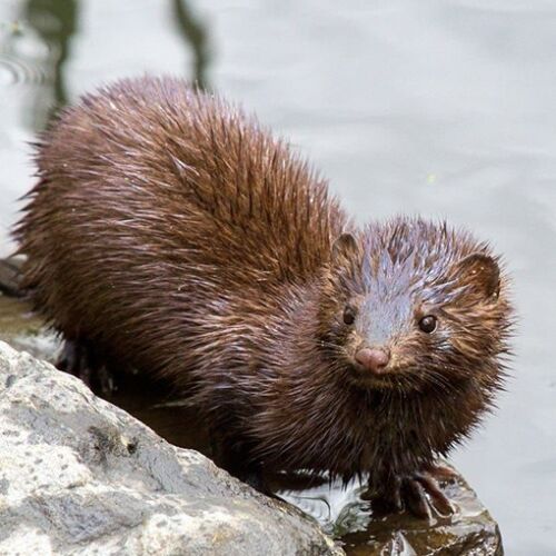 Siete especies invasoras generan pérdidas de al menos US$87 millones anuales en Chile