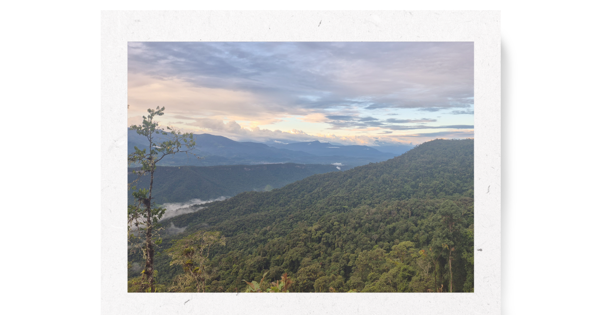 Thibaudia shagmiana: Una nueva joya botánica de la Cordillera del Cóndor