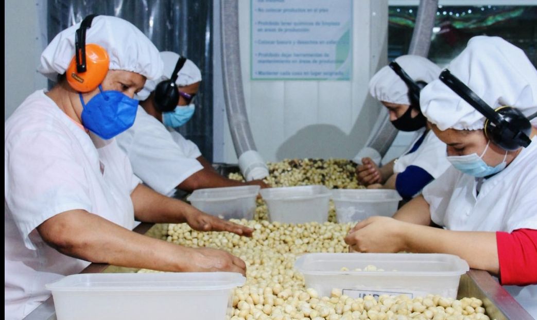 RD realizan primera exportación de macadamia procesada