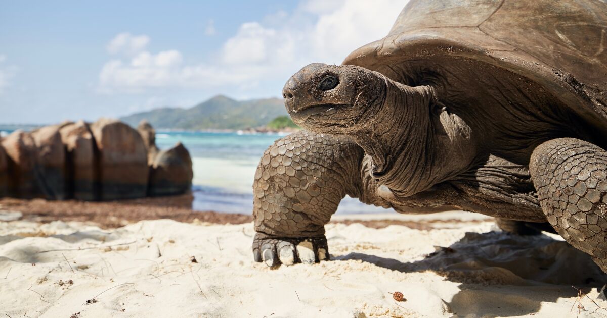 Avianca recibe reconocimiento a la “Ruta nueva más sexy de corto alcance” por la conexión directa Quito – San Cristóbal (Galápagos)