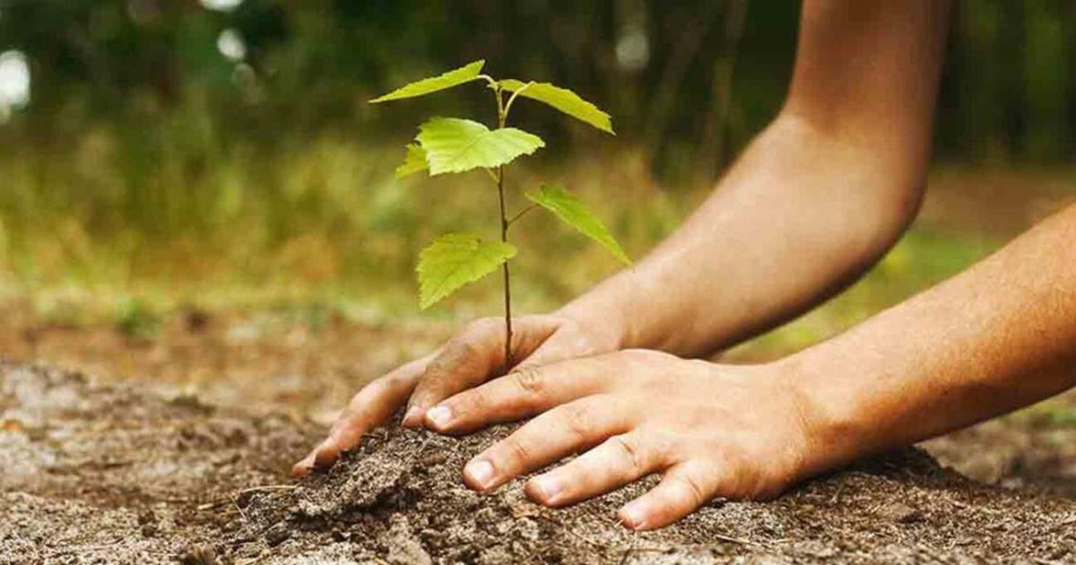 ¿Plantar árboles es la gran solución climática? El desafío del CO2 y el colonialismo verde