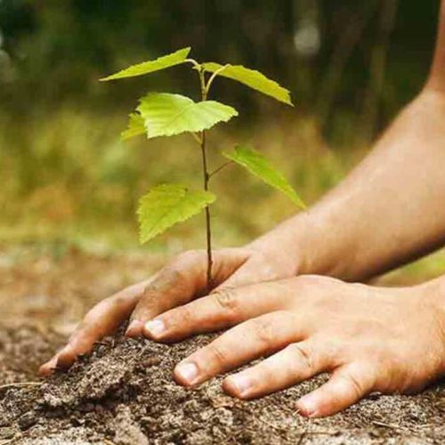 ¿Plantar árboles es la gran solución climática? El desafío del CO2 y el colonialismo verde
