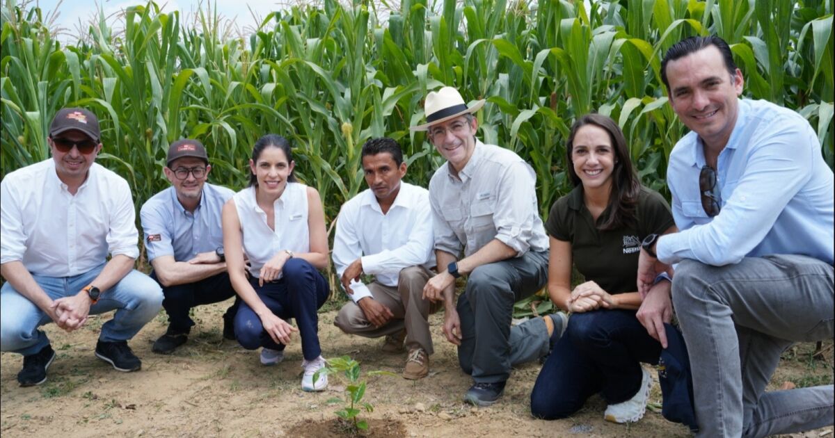 Nestlé, a través de su plan cacao, siembra medio millón de árboles maderables en Ecuador siguiendo las prácticas de agricultura regenerativa