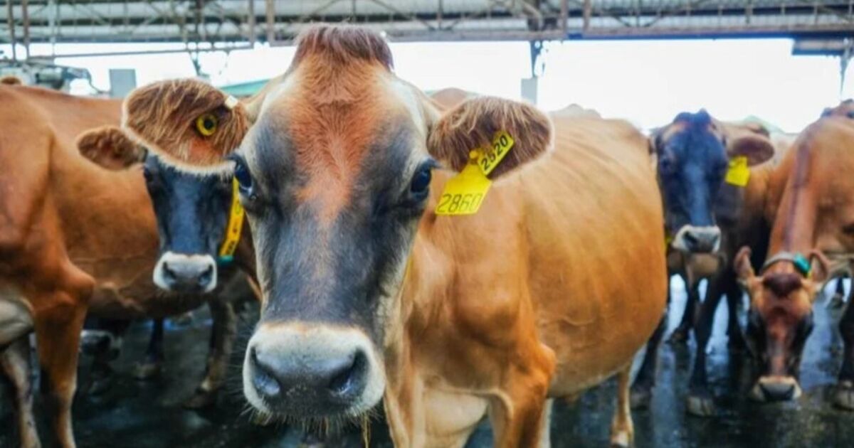 Los Chiles fortalece la trazabilidad bovina con capacitación de SENASA