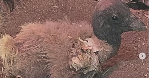 Nació un cóndor andino en Mérida: la especie está en peligro de extinción y solo hay 10 ejemplares en el país