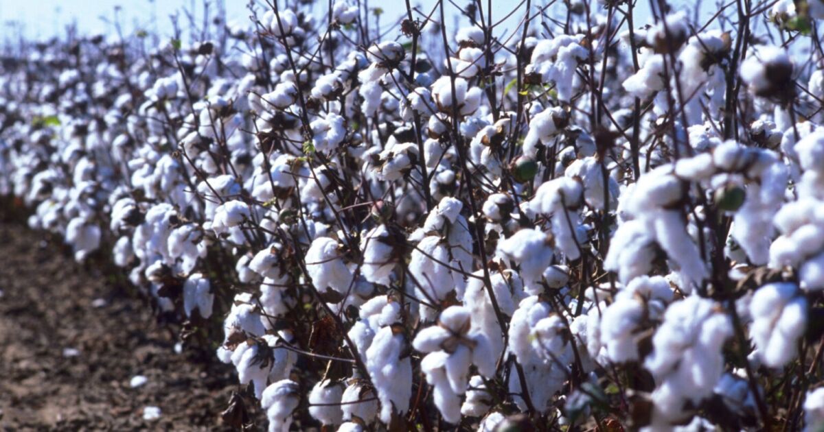Puerto de Savannah: el más activo del país en envíos de algodón