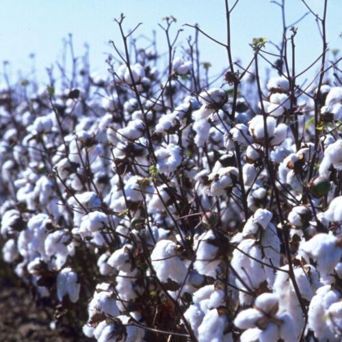 Puerto de Savannah: el más activo del país en envíos de algodón