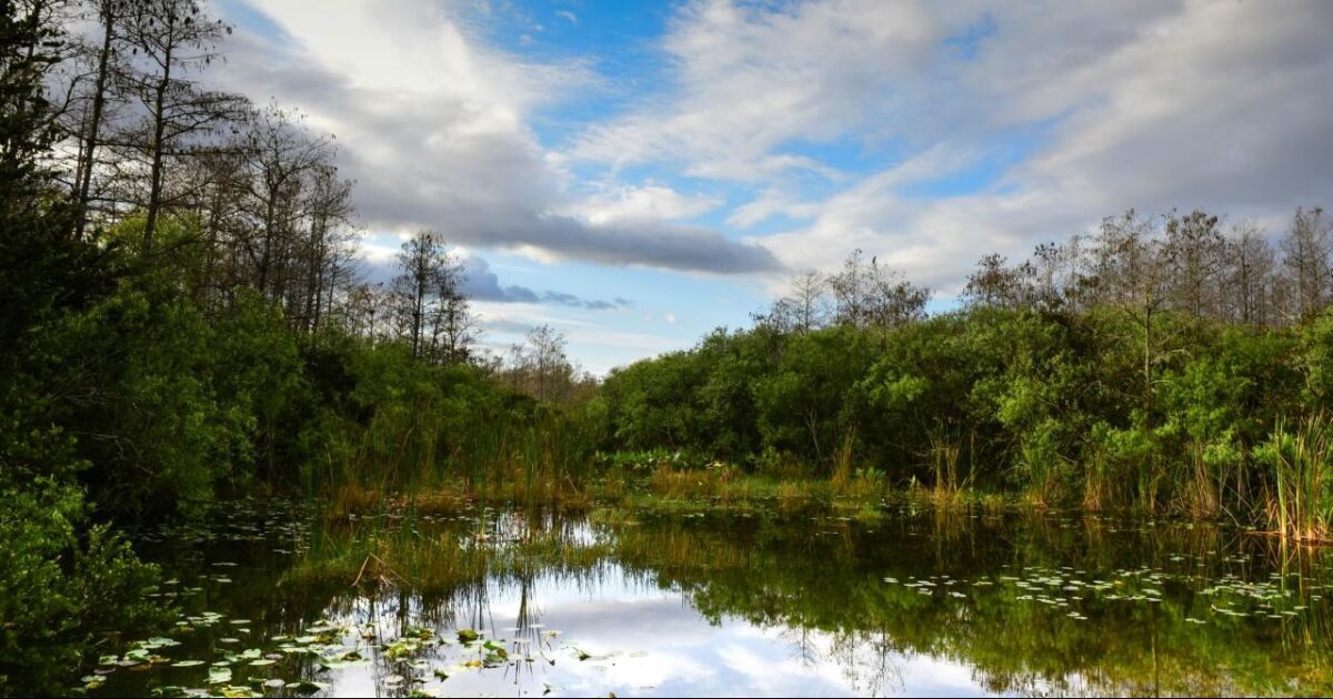 Florida empieza a desplegar conejos robot con inteligencia artificial en los Everglades