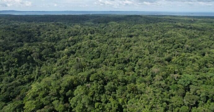 Congreso de Restauración Forestal reunirá expertos ambientales en Panamá