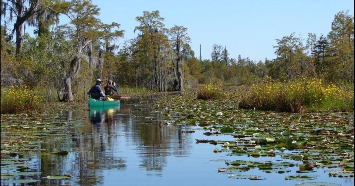 Emprenden una nueva campaña para aprobar un proyecto de ley de protección del pantano de Okefenokee