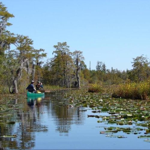 Emprenden una nueva campaña para aprobar un proyecto de ley de protección del pantano de Okefenokee