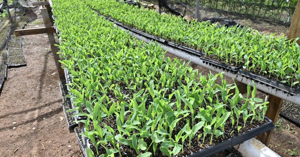 Agricultores de Clarendon prevén unos ingresos anuales de 240 millones de dólares gracias al nuevo parque agrícola