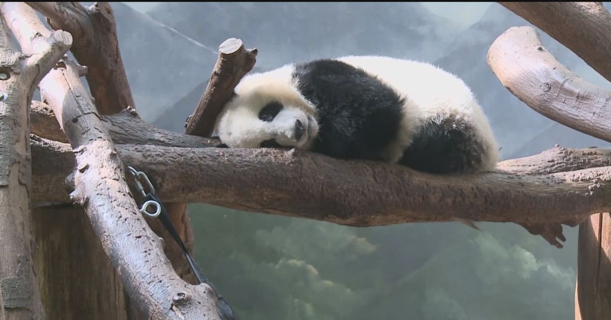 Es posible que los pandas gigantes del Zoológico de Atlanta tengan que regresar a China cuando finalice el contrato de préstamo