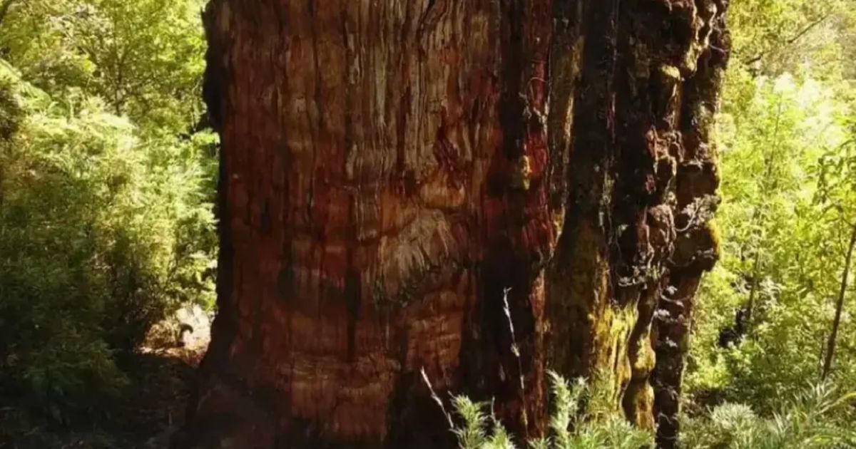 El árbol posiblemente ‘más antiguo’ de la Tierra podría revelar algunos secretos del planeta