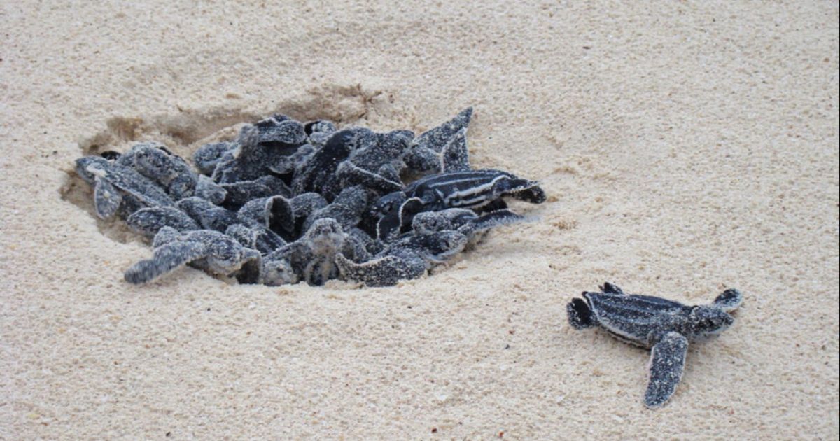 Registran sorprendente récord de nidos de tortugas marinas en Florida
