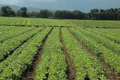 Desarrollar tecnologías de producción agrícola en el valle de San Juan: IDAIAF