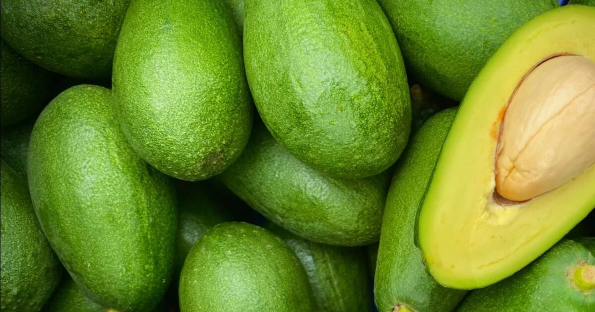 Jamaica producirá aguacates todo el año con nuevo proceso de injerto