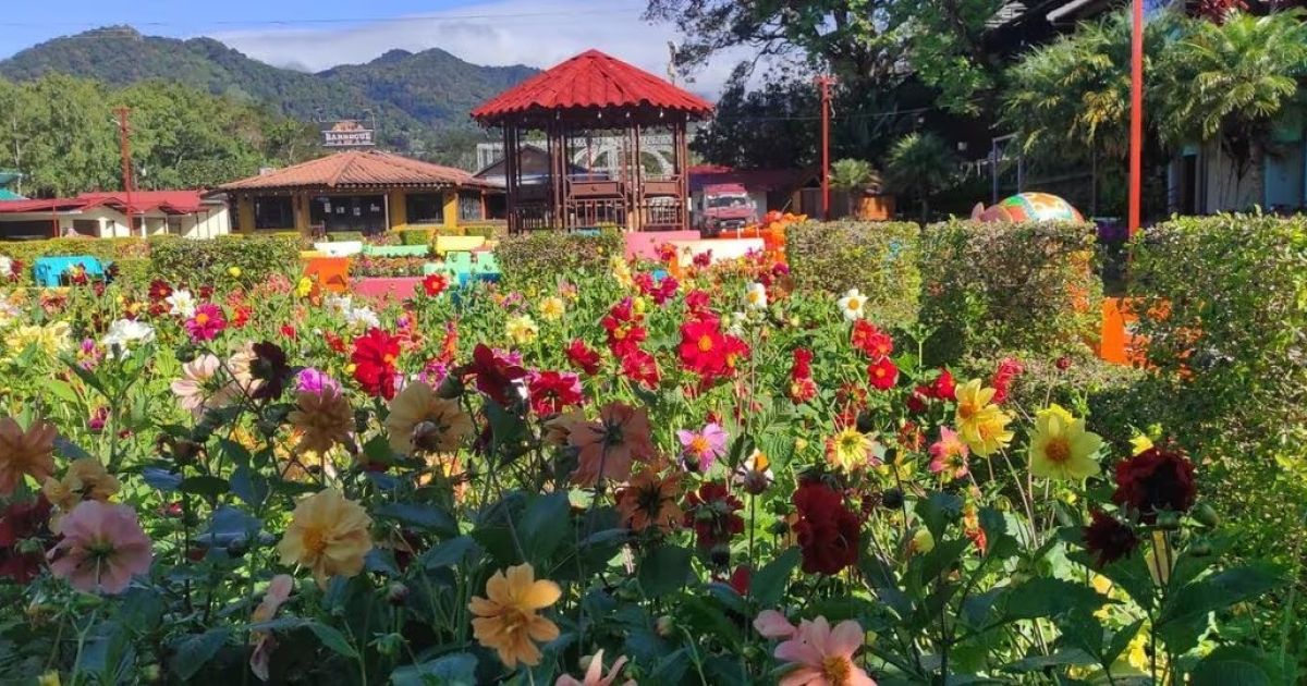 Afinan Detalles Para La Feria De Las Flores Y Del Café En Boquete Del ...