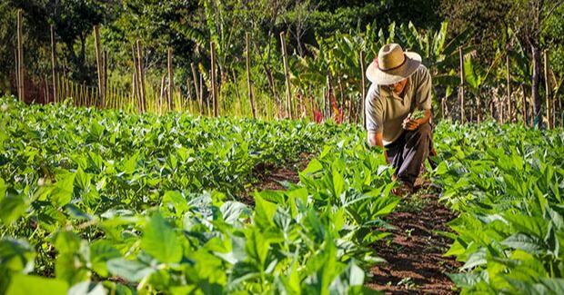 Sector agrícola tuvo un crecimiento del 12% en el período de 2024 a 2025