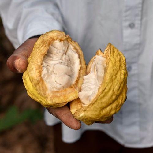 Nuevo Boom del Cacao ORIGINAL