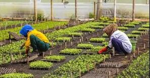 Economía colombiana creció 1,6% en febrero impulsada por gasto público y comercio; agro y minas siguen en rojo