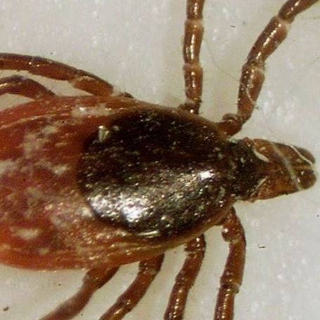 Aumentan casos de enfermedades transmitidas por garrapatas; expertos culpan al cambio climático