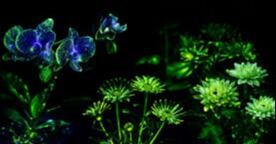 Con biotecnología desarrollan plantas como las de Avatar para iluminar ciudades sin electricidad