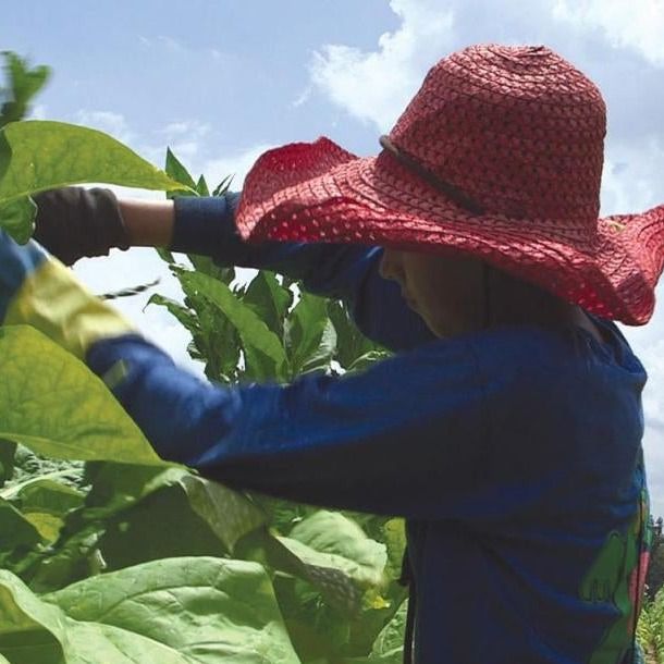 Aumenta a 44% la cifra de niños que son descubiertos trabajando ilegalmente