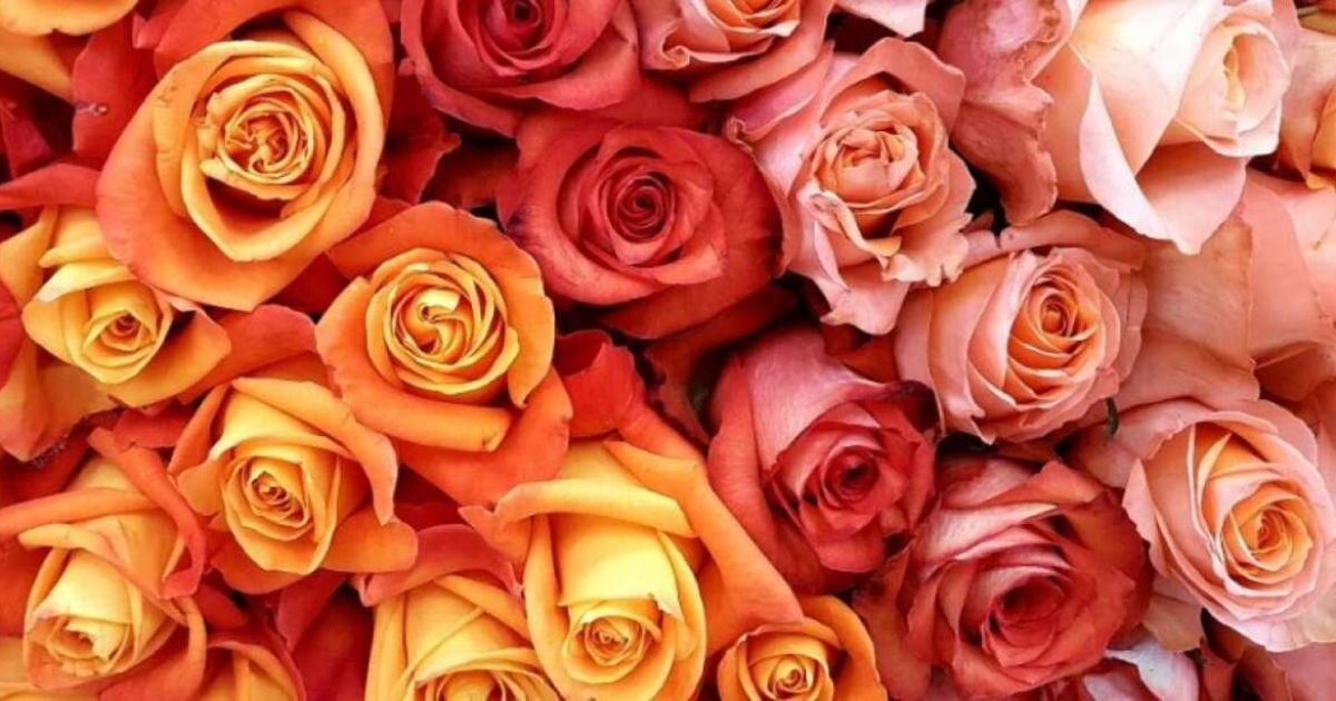 Rosas ecuatorianas llegan a más de 50 países por el día de San Valentín