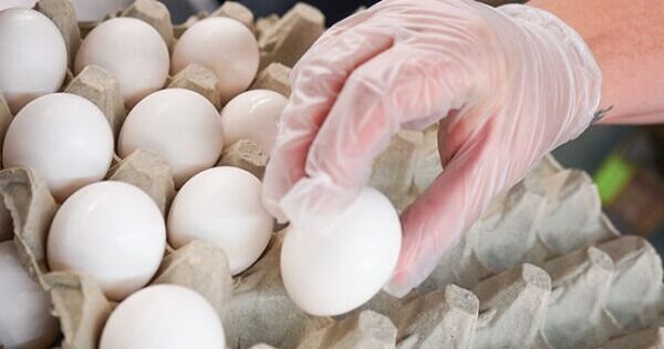La Asociación de Productores de Huevos de Canadá fue reconocida por su apoyo a los bancos de alimentos