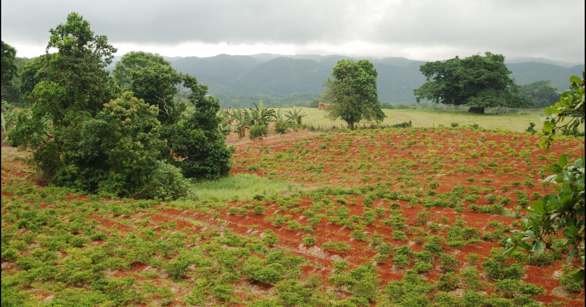 Jamaica organizará la 20ª Semana de Agricultura del Caribe en 2026