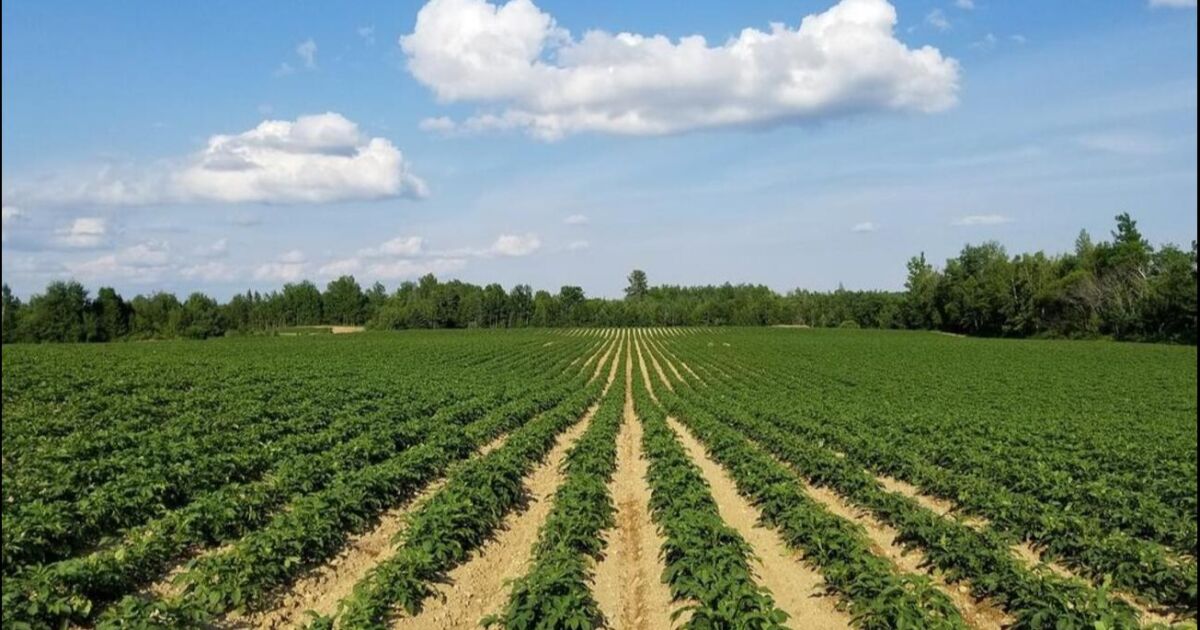 La aprobación del nuevo proyecto de ley en Georgia es una victoria para los agricultores