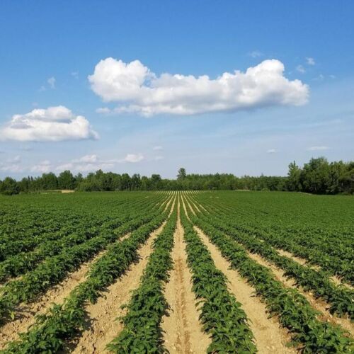La aprobación del nuevo proyecto de ley en Georgia es una victoria para los agricultores