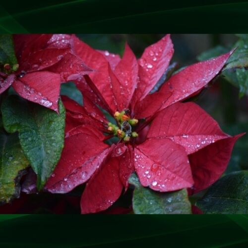 Cómo la flor de Pascua, Cuetlaxochitl, se convirtió en la «flor de Navidad»